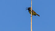 45: 803497-olive backed-sunbird-male.jpg